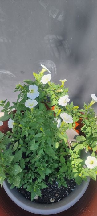 Продам  ампельные петуньи