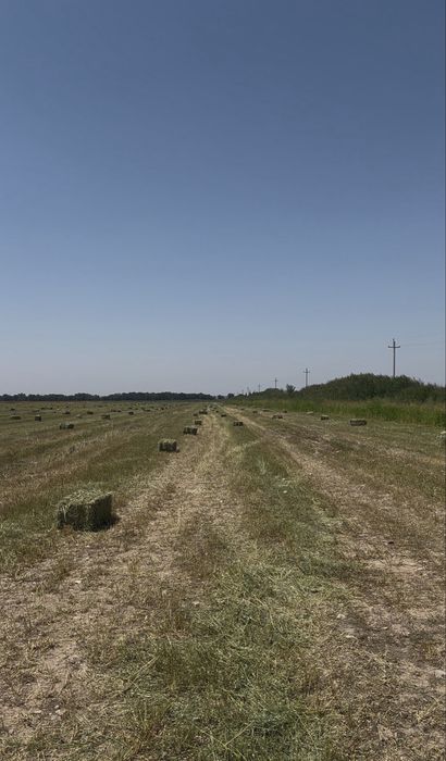 Жонышқа сатылады, люцерна клевер
