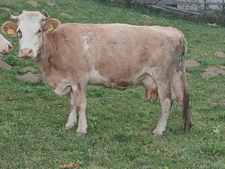 Vaca buna de lapte