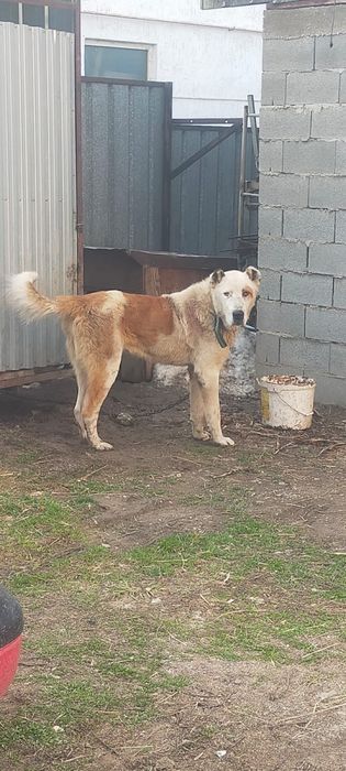 Продам алабая кобель полтора года мошный