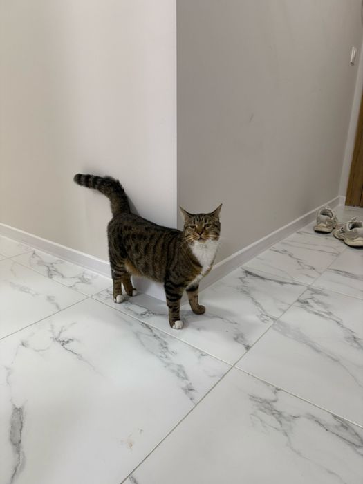 Спешно търси дом – ДОМАШЕН КОТАРАК