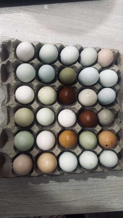 Куриные цветные яйца