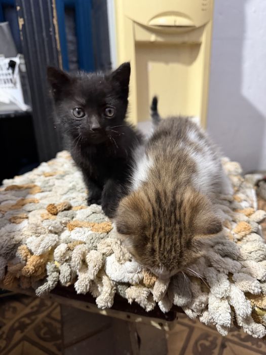 Котята в добрые руки бесплатно