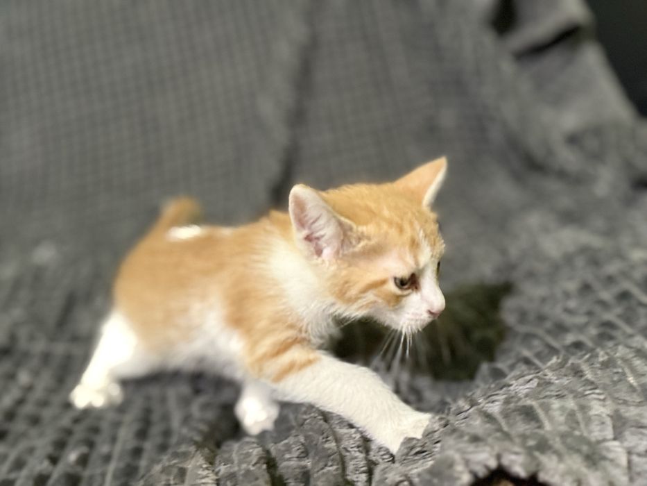 Подарявам две котки