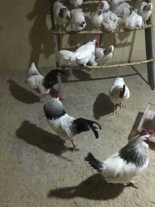 Продам петухов, пароды адлер