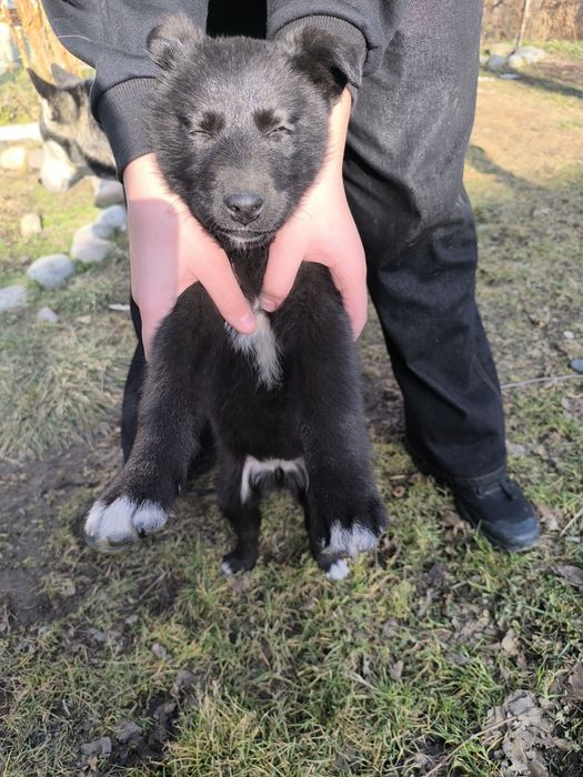 Отдам щенков в хорошие руки