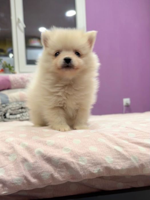 Померан, померани