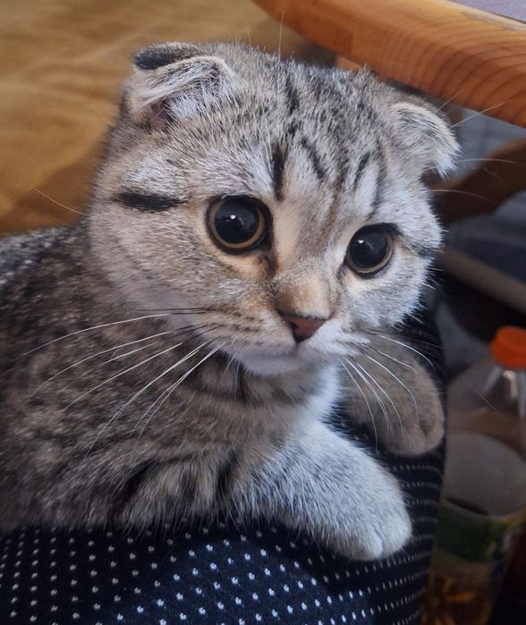 Женско Коте Таби