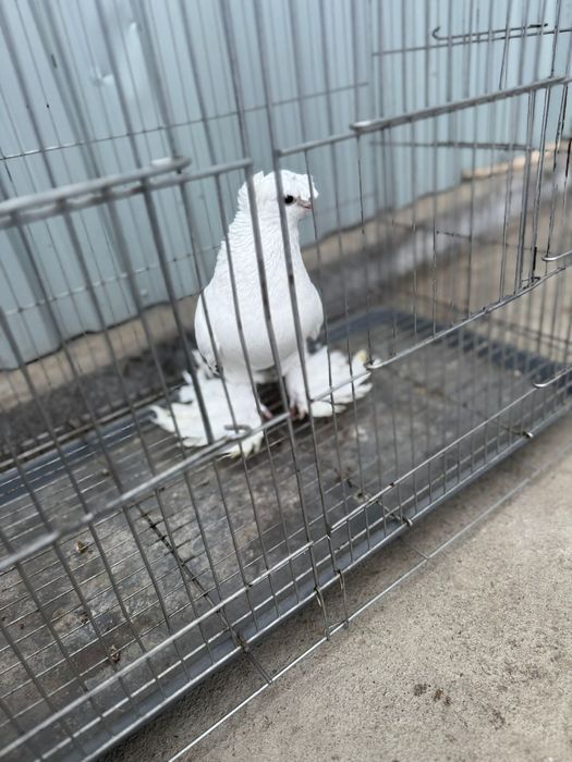 Голуби белый двухчубый