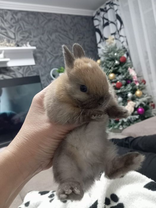 Продам декоративных кроликов .