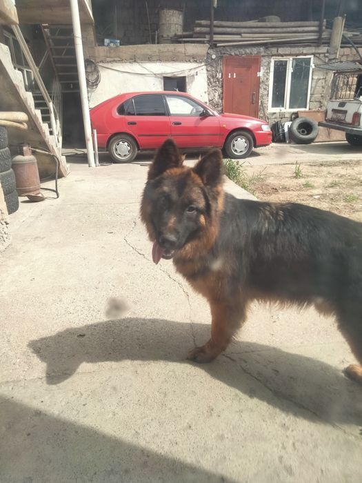 Щенок немецкой овчарки