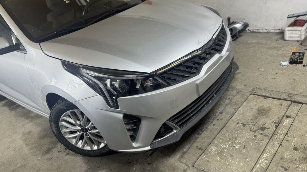 Костоправ маляр