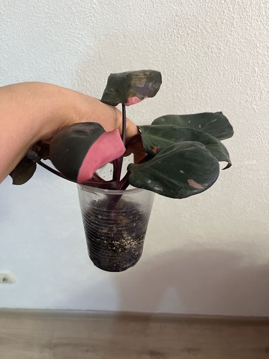 Филодендрон розовая принцесса