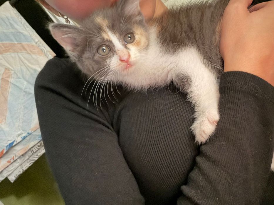 Отдам котенка в добрые руки