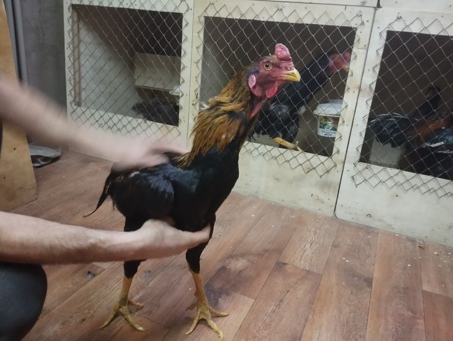 Дакан апрельский