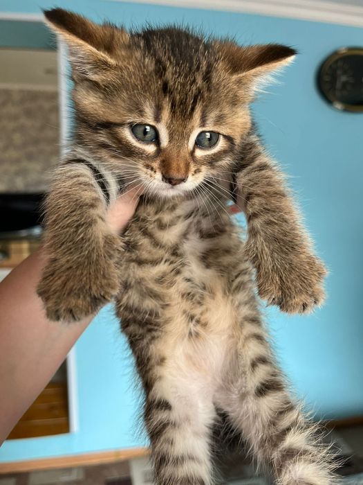 Отдам котят в хорошие руки