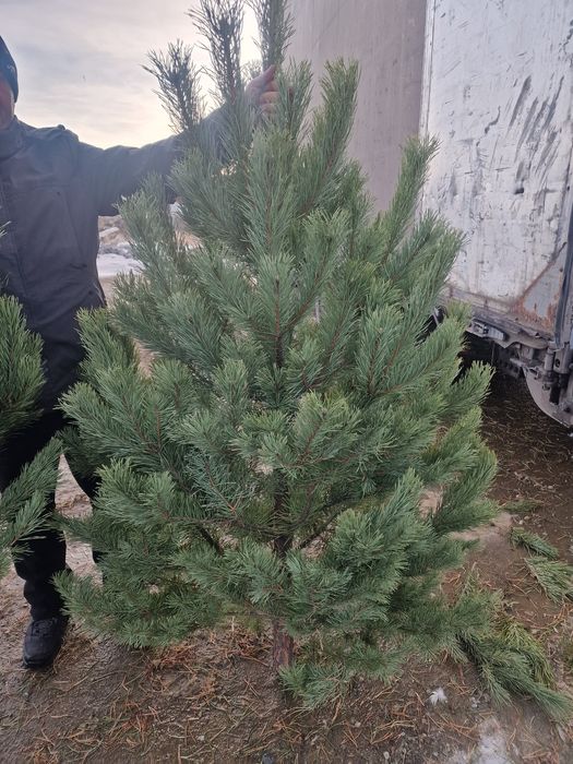 Елки новогодние сосна