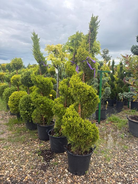 Plante exotice la ghiveci
