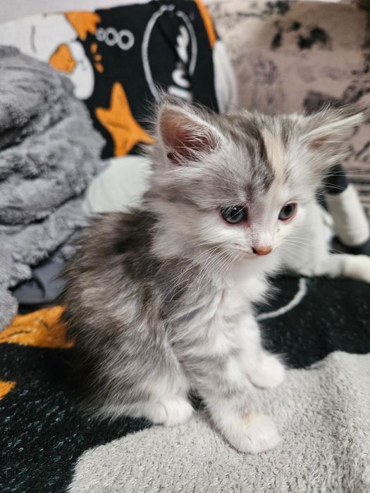 Отдам котят в добрые руки