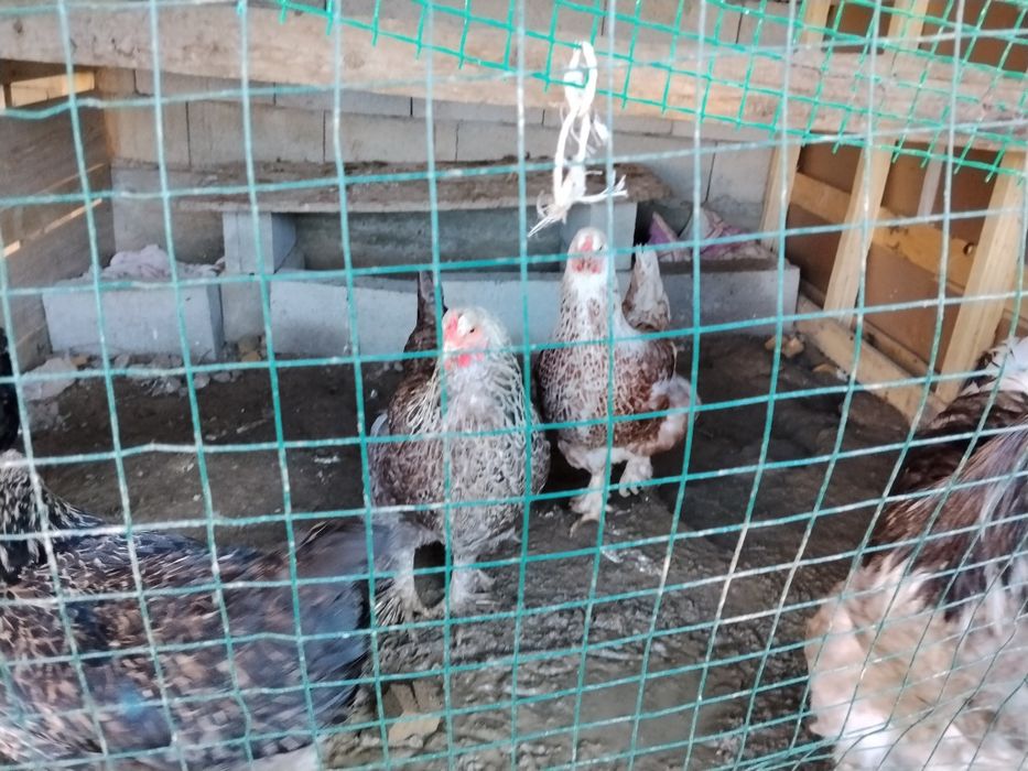 Продам курей породистый