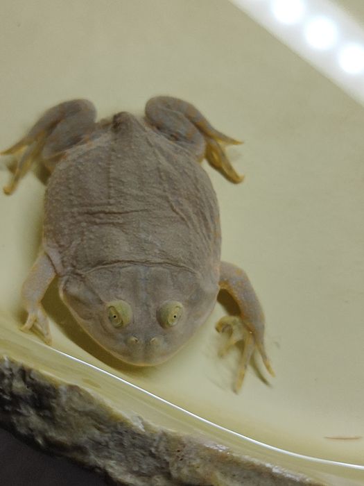 Лягушка Баджита  4-5см