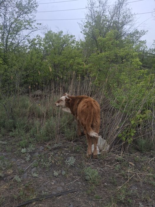 Продам бычка 6 месячный