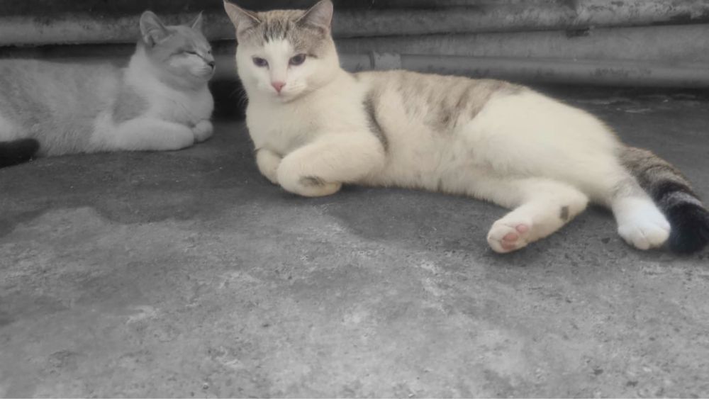 Кошечки в отвественные руки