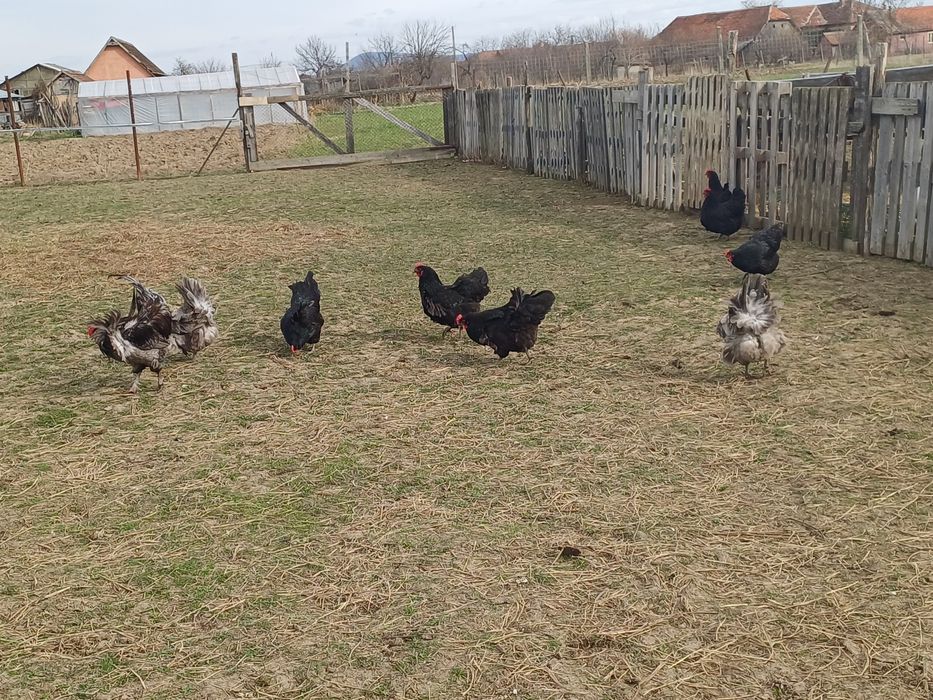 Oua   australorp