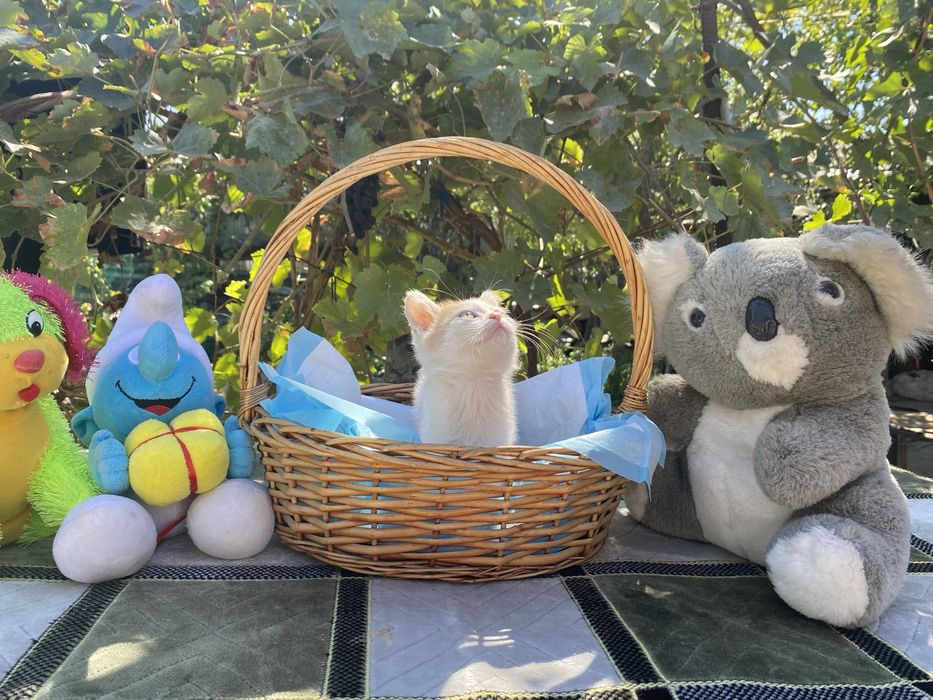 Котята ищут хозяина