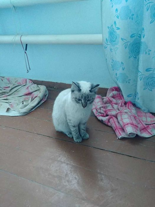 Отдам двух замечательных кошек в добрые руки!