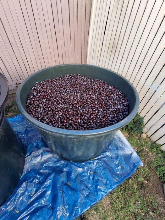 Prune de vânzare