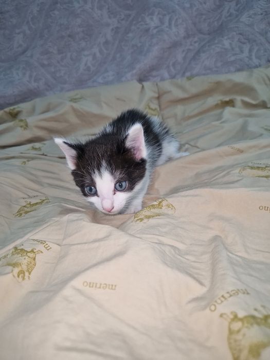 Отдадим котёнка в добрые руки