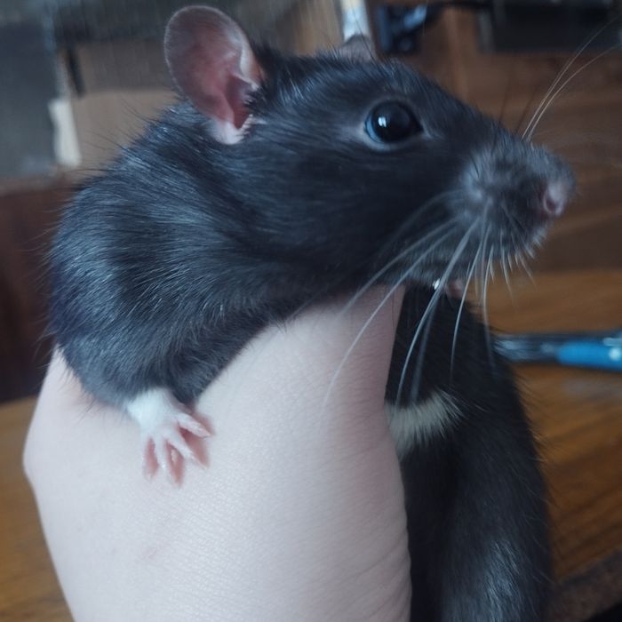 Продам крыса, мальчика
