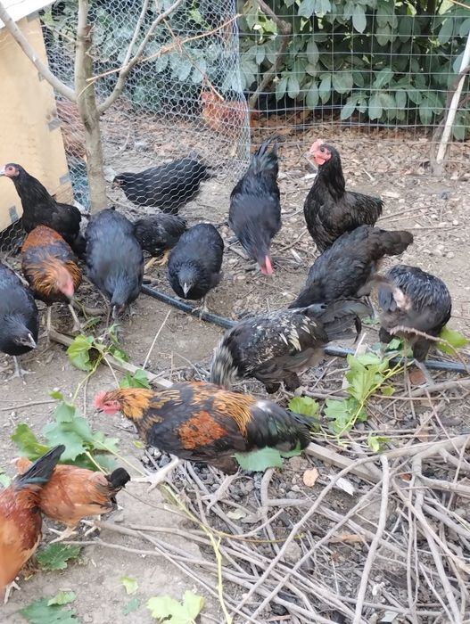 Vând puicuțe și cocoși australop, italieni și pitice