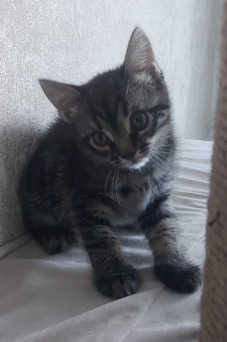 Котёнок шотландской прямоухой породы мраморного окраса ждёт свою семью