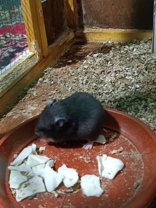 Хамяк сотилади Она бола