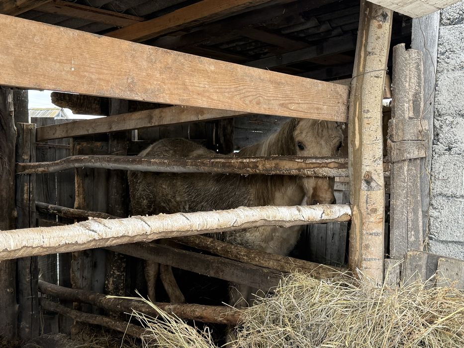 лошадь на согым.