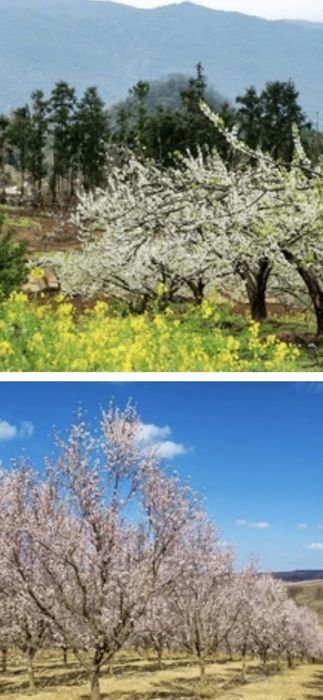 Plantam livezi.Livram pomi:Nuci Chandler.Alun.Cires.Meri.Visin.Prun...