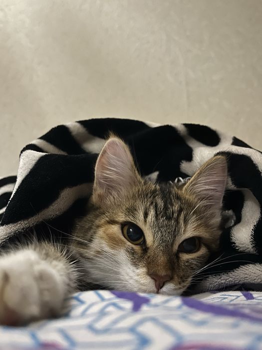 Отдам кошку бесплатно