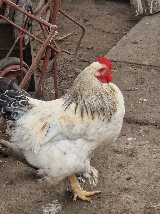 Cocosi tineri din vara