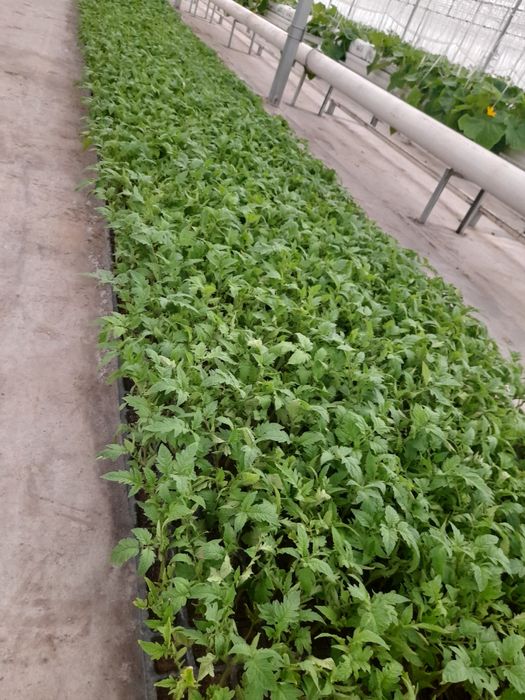 AlaminoF1 va Alamino bachki bachki ochiqdala va issiqxona uchun