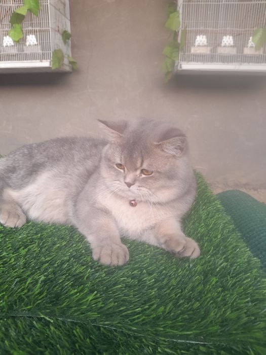 Сотилади мушук огилбола