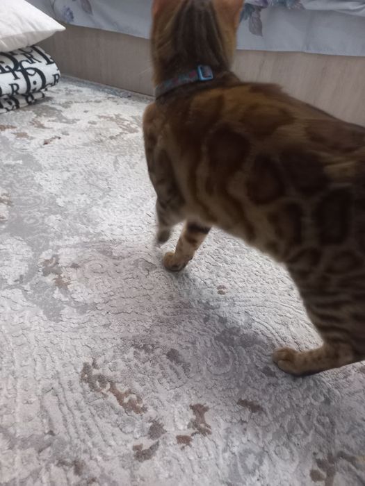 Bengal 2 yoshi aqlli