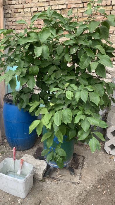 Лимоново дърво