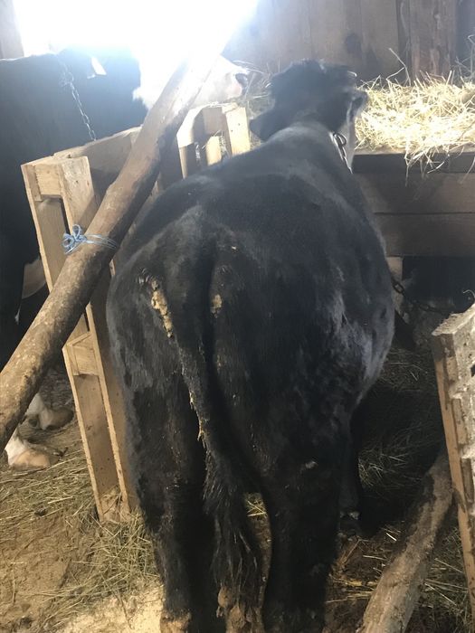 Vand tauraș 4300 lei negociabil