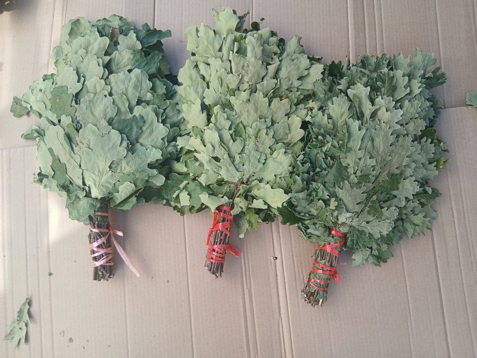 Дубовые веники для бани