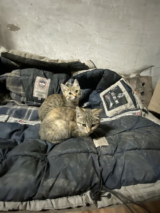 Срочно отдам котят