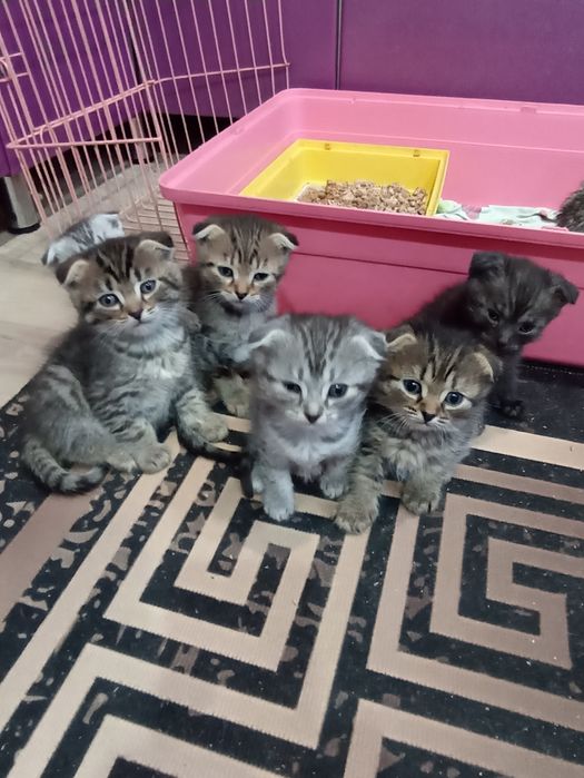 Продам котят скоттиш фолд