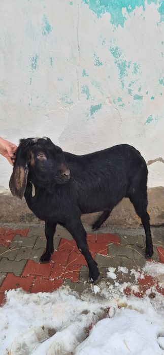 Țap anglonubian de vânzare