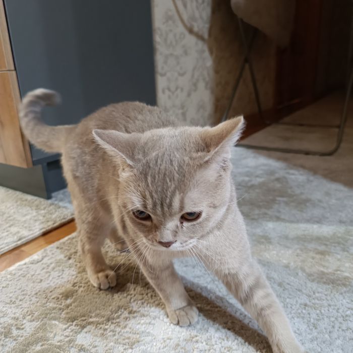 Отдам в добрые руки